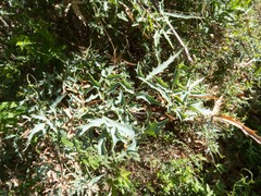 Berberis haematocarpa