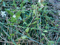 Stellaria humifusa