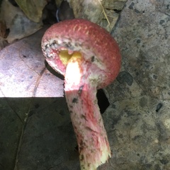 Boletellus cubensis
