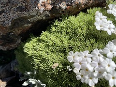 Phlox hendersonii
