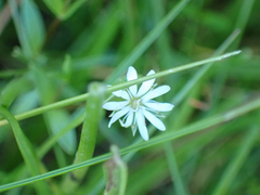 Stellaria humifusa