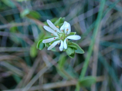 Stellaria humifusa