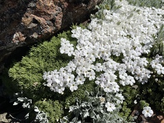 Phlox hendersonii
