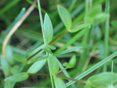 Stellaria humifusa