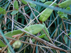 Stellaria humifusa