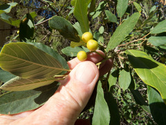 Frangula californica ursina