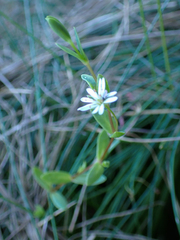 Stellaria humifusa
