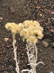 Pseudognaphalium sandwicensium