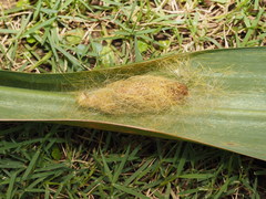 Calliteara horsfieldii