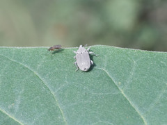 Trichobaris compacta