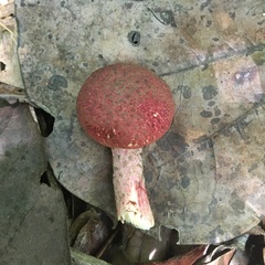 Boletellus cubensis