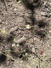 Cordylanthus nevinii