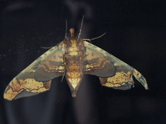 Amplypterus panopus