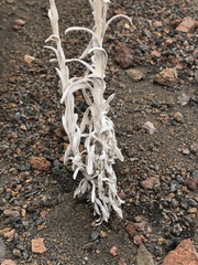 Pseudognaphalium sandwicensium