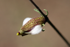Cordylanthus nevinii