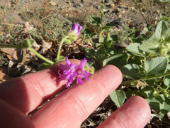 Mirabilis comata