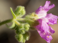 Mirabilis comata