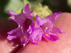 Mirabilis comata