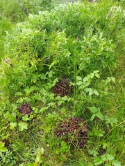 Mannagettaea hummelii