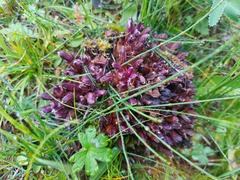 Mannagettaea hummelii