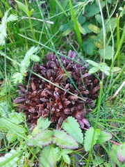 Mannagettaea hummelii