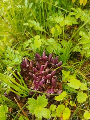 Mannagettaea hummelii