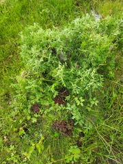 Mannagettaea hummelii