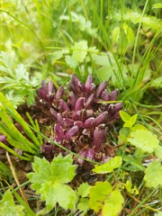 Mannagettaea hummelii