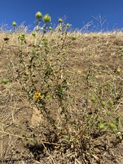 Procecidochares grindeliae