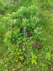 Mannagettaea hummelii