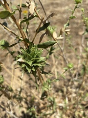 Procecidochares grindeliae