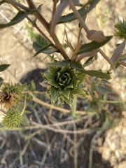 Procecidochares grindeliae