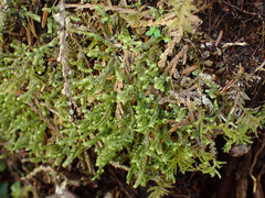 Macrodiplophyllum rubrum