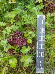 Mannagettaea hummelii