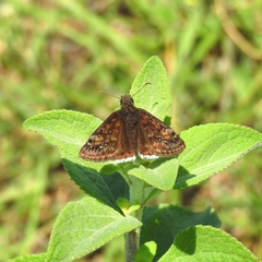 Erynnis tristis tatius