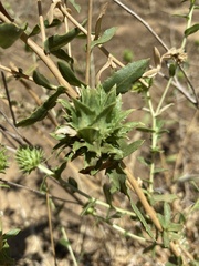 Procecidochares grindeliae