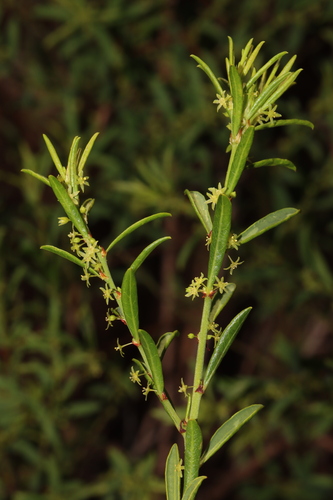 Phyllanthus scaber observed 2022-07-24