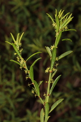 Phyllanthus scaber