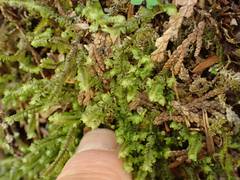 Macrodiplophyllum rubrum