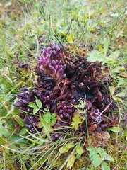 Mannagettaea hummelii