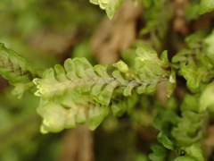 Macrodiplophyllum rubrum