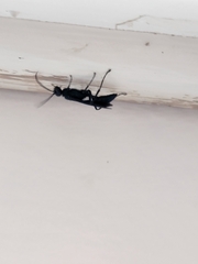 Chalybion californicum