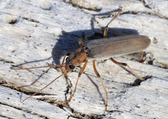 Copidita quadrimaculata