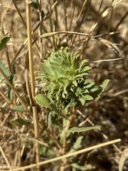Procecidochares grindeliae