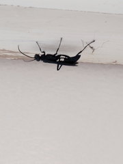 Chalybion californicum