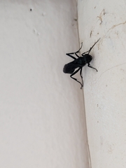 Chalybion californicum