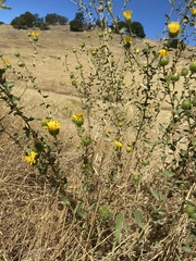 Procecidochares grindeliae