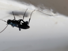 Chalybion californicum