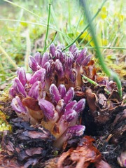 Mannagettaea hummelii