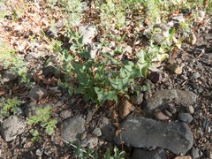 Penstemon pseudospectabilis